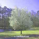 tree picture