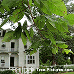 Pictures of Elm Trees: American Elm Tree Leaves Identification