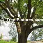American elm tree picture
