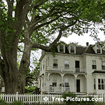 Elm Tree Pictures: Large American Elm Tree