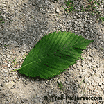 Picture of the leaf of the American Elm Tree