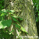 Picture of American Elm Tree 