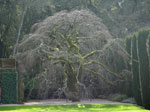 elm tree picture