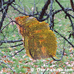Picture of American Elm Tree 
