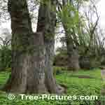 Picture of Elm Tree bark up close Photo