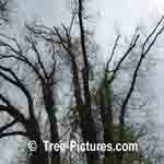 elm tree picture