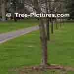 Picture of Elm Trees on a Walking Path 