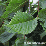 Elm Tree Identification, Photo of American Elm Leaf, Close up Identification Photo of an Elm Leaf | Elm Trees at Tree-Pictures.com