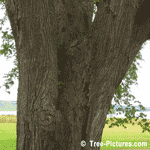 Elm Tree Bark, Photo of American Elm Trunk, Close up Identification Photo of Elm Wood, Elm Trees Bark | Elm Trees at Tree-Pictures.com