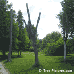 Elm Tree,Picture of Three Diseased Elms left Standing, Result of Dutch Elm Tree Diseases & Problems | Elm Trees at Tree-Pictures.com