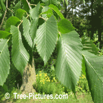 tree picture