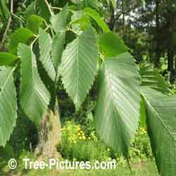 White Elm Tree Leaf Picture; Photo of White Elm's Leaves, Close up White Elm Trees Identification Image