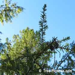 Fir Cones: Balsam Fir Branches, New & Old Cone Types Scientic name: Abies balsamea