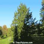 Fir Trees | Tree+Fir @ Tree-Pictures.com