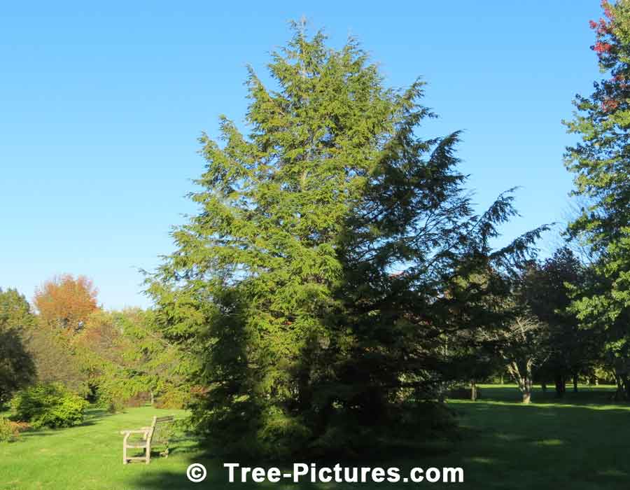 Fir: Balsam Fir Species Guelph Arboretum