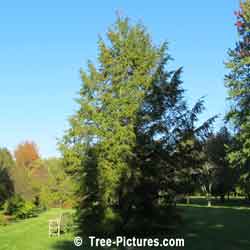 Fir Fir: Image of Balsam Fir Tree Species Type, Scientic name: Abies balsamea