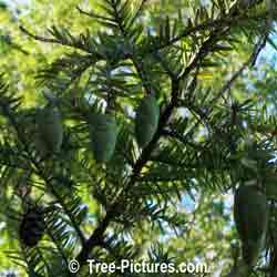 Firs: Image of Fir Cone: Balsam Fir Tree Type New Cones, Scientic name: Abies balsamea