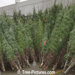 fir tree picture