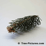 Types of Fir Trees: Needles of the White Fir Variety