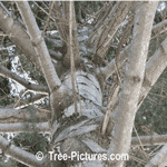 Pictures of Fir Trees: White Fir Tree Ever green Type