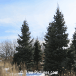 Firs: White Fir Trees | Tree+Fir @ Tree-Pictures.com