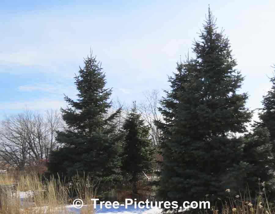 Firs: White Fir Trees