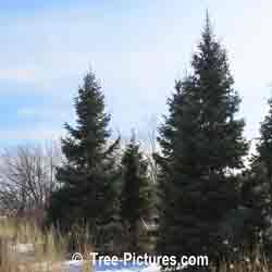 Firs: White Fir Trees Photo