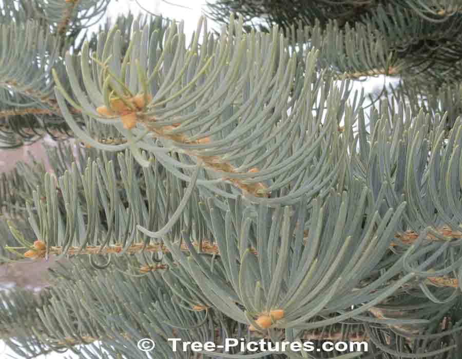 White Fir: Silver Blue Green Needles of the Concolor Fir
