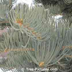 Fir Needle: White Fir Tree; Needles - Branch