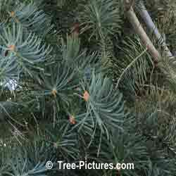Fir Needles: White Fir Tree; Needle - Branch