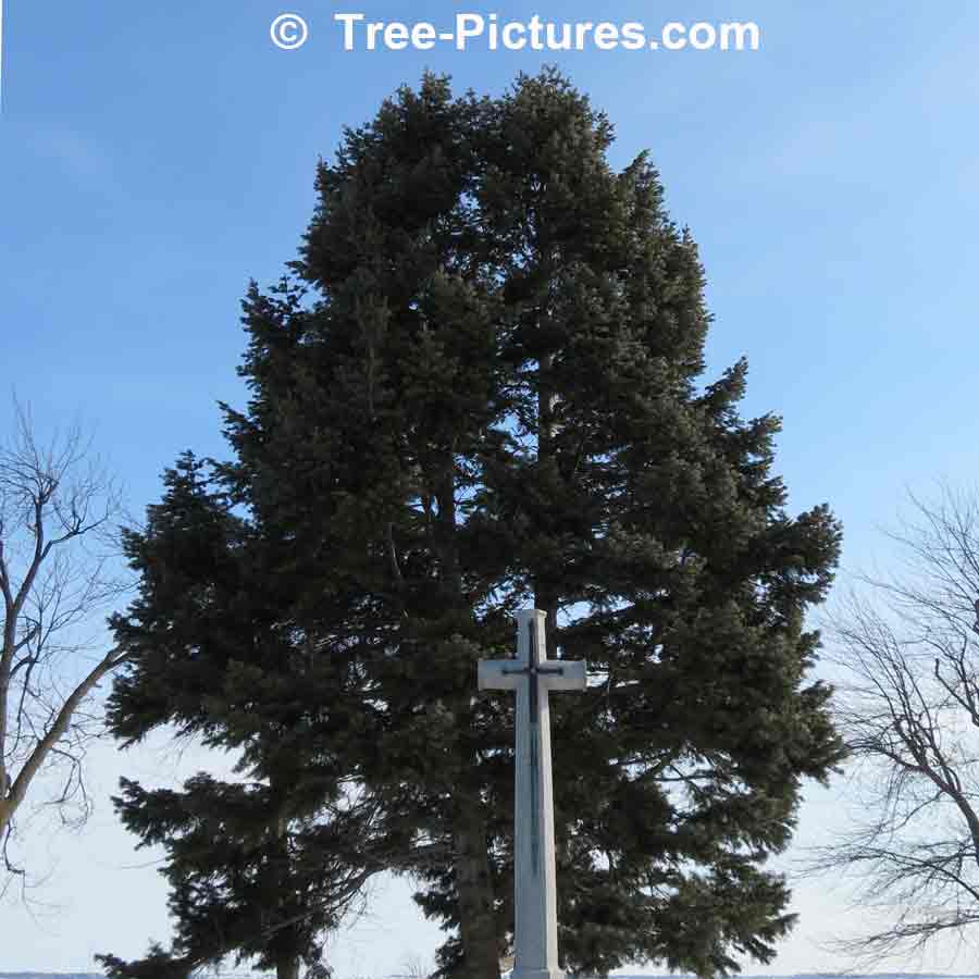 Firs: White Fir Memorial Tree