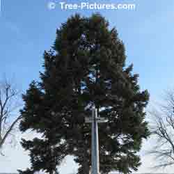 Firs: White Fir Memorial Tree Photo