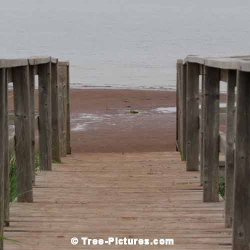 Forest Tree Paths, Wooden Board Walk Path from the Forest to the Ocean