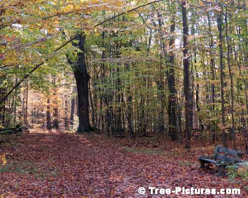 Forest Tree Paths, Fall Tree Leaves on the Forest Path Photo