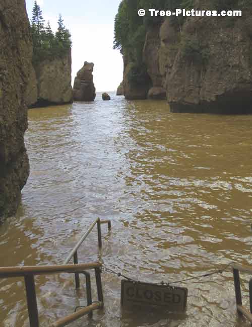 Forest Tree Paths, Closed Ocean Path at HopeWell Rocks Photo