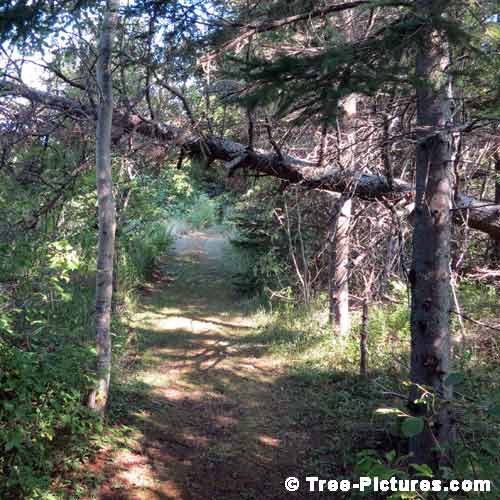 Forest Tree Paths, Fallen Old Spruce Tree Over the Tree Path