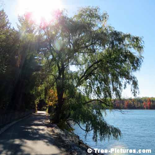 Forest Tree Paths, Pretty Image of Weeping Willow Tree by the Lake