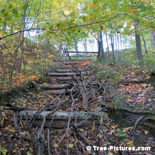 Forest Tree Paths, Steep Forest Path Steps Washed Out Image
