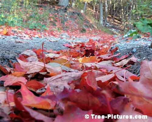 Forest Tree Paths, Squirrels View of  Maple Tree Leaves on the Forest Path