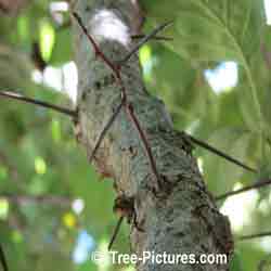 Hawthorn Trees: Picture of a Garden Thorny Hawthorn Tree