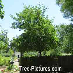 Hawthorn Trees: Picture of a Garden Thorny Hawthorn Tree