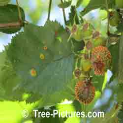 Hawthorn Tree Picture: Image of a Thorny Hawthorn Tree's Berry
