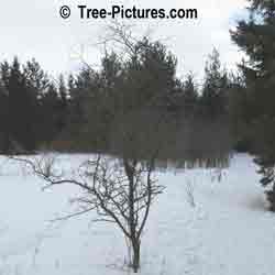 Hawthorn Tree: Winter Shows Hawthorns Trunk and Branches