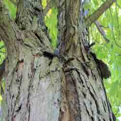 Hickory Tree Pictures: Shagbark Hickory Bark | Tree:Hickory+Shagbark at Tree-Pictures.com