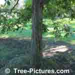What does Hickory trees Bark look like