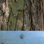 hickory tree leaf picture, New Shagbark Leaves