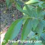 What does Hickory trees Leaves look like