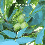  hickory tree picture