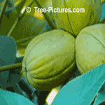 Pictures of Trees, Hickory Tree Type Picture
