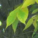 hickory tree leaf picture, Autumn Shagbark Leaves